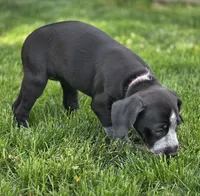 Claire, a female German Shorthaired Pointer for sale in Spokane Valley, WA – 7 of 8