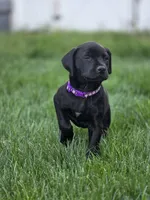 Geillis, a female Black Mouth Cur and German Shorthaired Pointer for sale in Spokane Valley, WA – 3 of 7