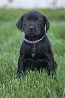 Geillis, a female Black Mouth Cur and German Shorthaired Pointer for sale in Spokane Valley, WA – 2 of 7