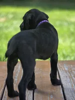 Geillis, a female German Shorthaired Pointer for sale in Spokane Valley, WA – 2 of 7