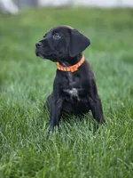 Brianna, a female Black Mouth Cur and German Shorthaired Pointer for sale in Spokane Valley, WA – 5 of 8