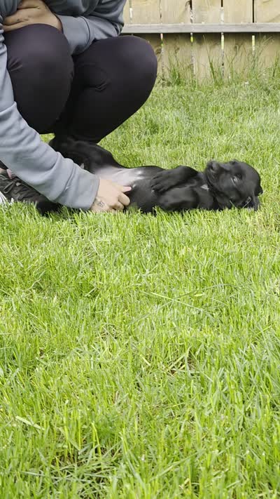 Geillis, a female Black Mouth Cur and German Shorthaired Pointer for sale in Spokane Valley, WA – 7 of 7