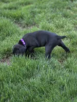 Geillis, a female Black Mouth Cur and German Shorthaired Pointer for sale in Spokane Valley, WA – 4 of 7