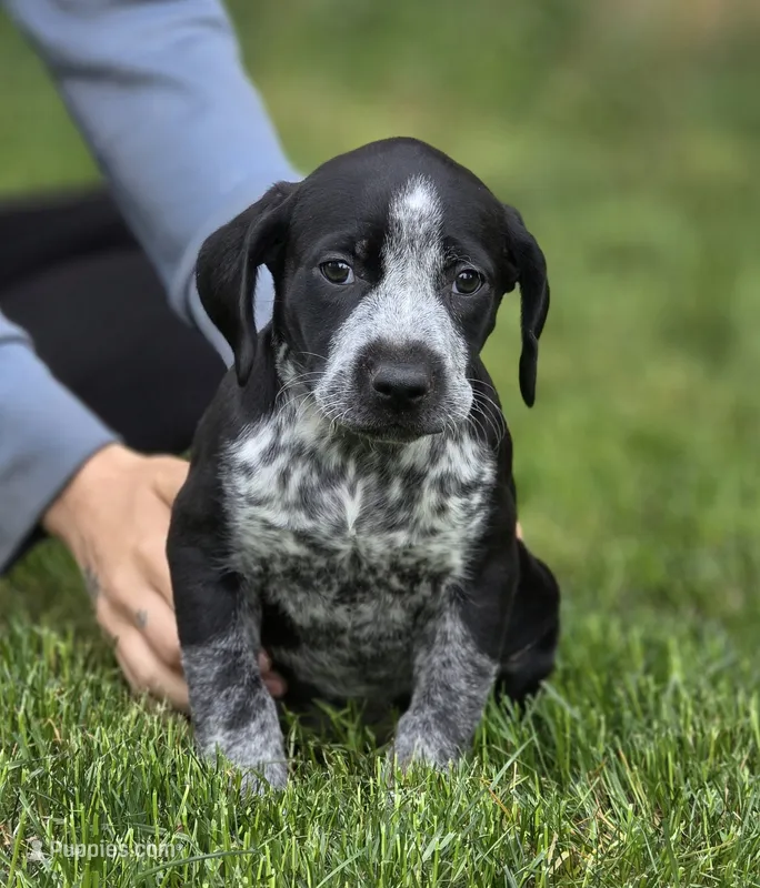 Claire – German Shorthaired Pointer puppy for sale in Spokane Valley, WA