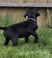Geillis, a female Black Mouth Cur and German Shorthaired Pointer for sale in Spokane Valley, WA – 6 of 7