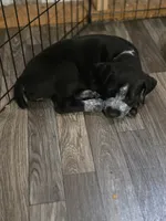 Claire, a female Black Mouth Cur and German Shorthaired Pointer for sale in Spokane Valley, WA – 4 of 4
