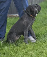 Shelby, a female German Shorthaired Pointer for sale in Spokane Valley, WA – 7 of 7