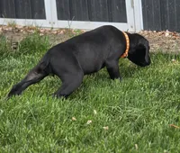 Brianna, a female Black Mouth Cur and German Shorthaired Pointer for sale in Spokane Valley, WA – 7 of 8