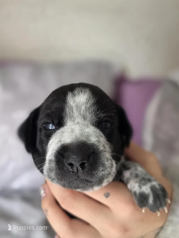 Claire – Black Mouth Cur, German Shorthaired Pointer puppy for sale in Spokane Valley, WA