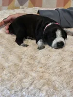 Claire, a female Black Mouth Cur and German Shorthaired Pointer for sale in Spokane Valley, WA – Photo 2 of 3