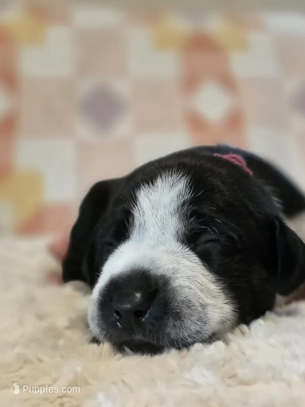 Claire – Black Mouth Cur, German Shorthaired Pointer puppy for sale in Spokane Valley, WA