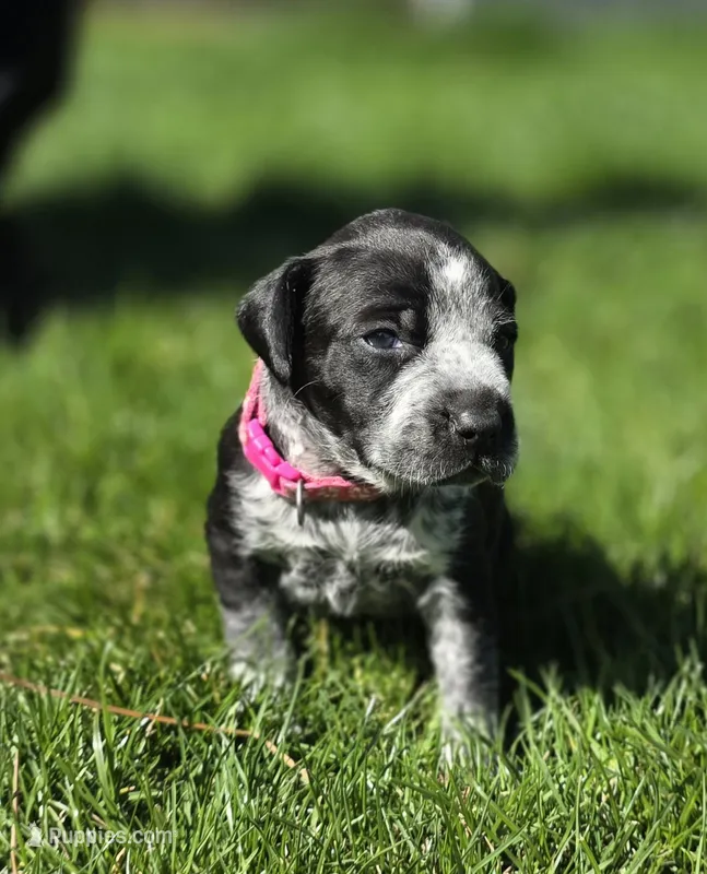 Claire – Black Mouth Cur, German Shorthaired Pointer puppy for sale in Spokane Valley, WA