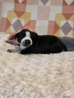 Claire, a female Black Mouth Cur and German Shorthaired Pointer for sale in Spokane Valley, WA – Photo 3 of 3