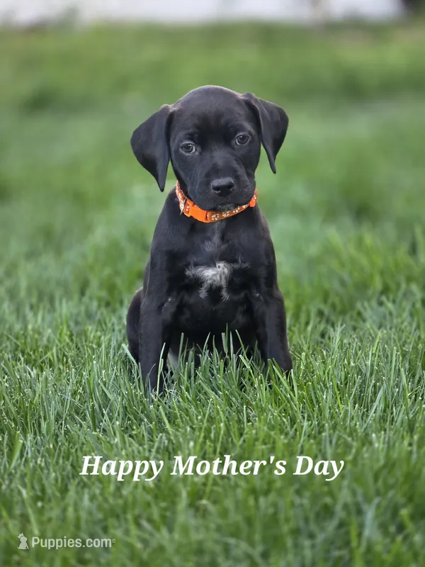 Brianna – Black Mouth Cur, German Shorthaired Pointer puppy for sale in Spokane Valley, WA