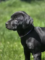 Geillis, a female German Shorthaired Pointer for sale in Spokane Valley, WA – 7 of 7