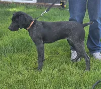 Shelby, a female German Shorthaired Pointer for sale in Spokane Valley, WA – 4 of 7