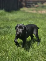 Geillis, a female German Shorthaired Pointer for sale in Spokane Valley, WA – 4 of 7