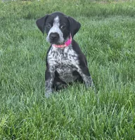 Claire, a female Black Mouth Cur and German Shorthaired Pointer for sale in Spokane Valley, WA – 2 of 4