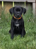 Brianna, a female Black Mouth Cur and German Shorthaired Pointer for sale in Spokane Valley, WA – 8 of 8