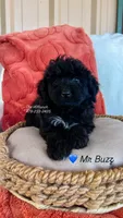 Mr Buzz, a male Miniature Aussiedoodle for sale in Sulphur Bluff, TX – 1 of 1