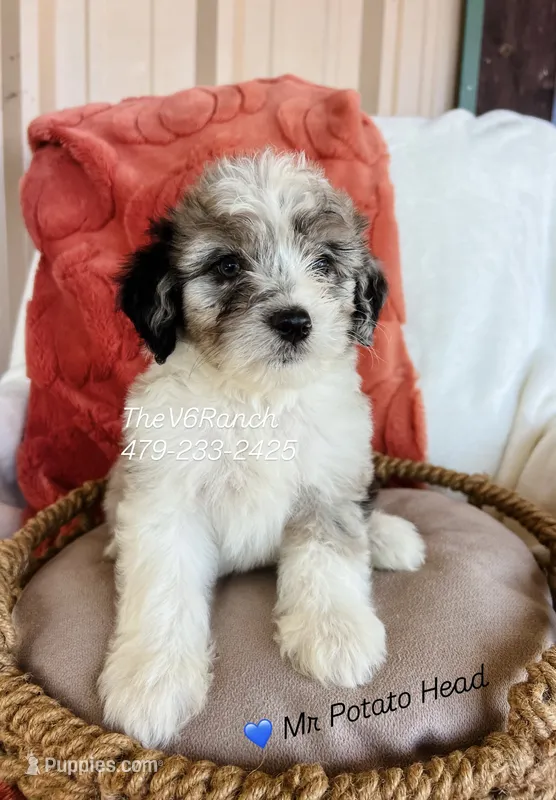 Mr Potato Head – Miniature Aussiedoodle puppy for sale in Sulphur Bluff, TX