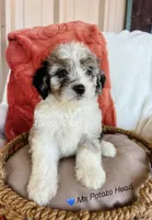 Mr Potato Head, a male Miniature Aussiedoodle for sale in Sulphur Bluff, TX – 1 of 1