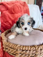 Miss Potato Head, a female Miniature Aussiedoodle for sale in Sulphur Bluff, TX – 2 of 2