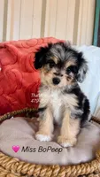Miss BoPeep, a female Miniature Aussiedoodle for sale in Sulphur Bluff, TX – 2 of 2