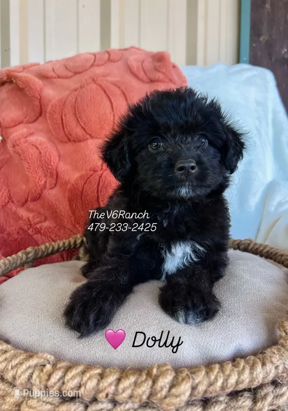 Dolly – Miniature Aussiedoodle puppy for sale in Sulphur Bluff, TX
