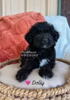 Dolly, a female Miniature Aussiedoodle for sale in Sulphur Bluff, TX – 1 of 2