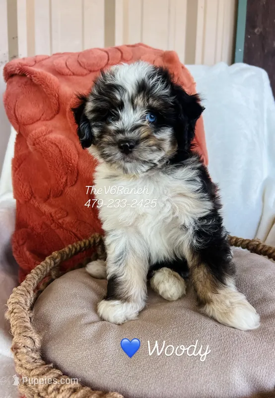 Mr Woody – Miniature Aussiedoodle puppy for sale in Sulphur Bluff, TX