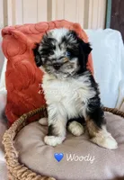 Mr Woody, a male Miniature Aussiedoodle for sale in Sulphur Bluff, TX – 1 of 2