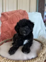 Dolly, a female Miniature Aussiedoodle for sale in Sulphur Bluff, TX – 2 of 2