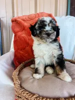 Mr Woody, a male Miniature Aussiedoodle for sale in Sulphur Bluff, TX – 2 of 2