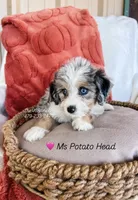 Miss Potato Head, a female Miniature Aussiedoodle for sale in Sulphur Bluff, TX – 1 of 2