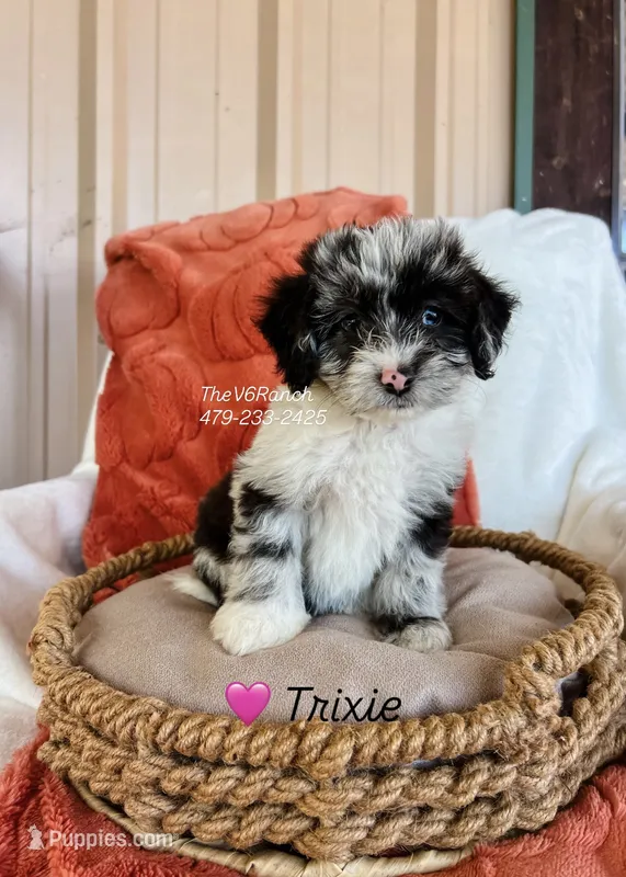 Miss Trixie – Miniature Aussiedoodle puppy for sale in Sulphur Bluff, TX