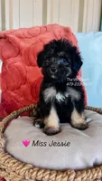 Miss Jessie , a female Miniature Aussiedoodle for sale in Sulphur Bluff, TX – 1 of 1