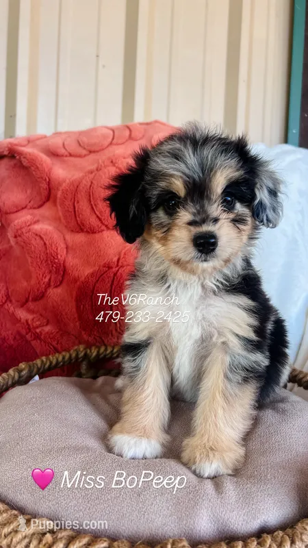 Miss BoPeep – Miniature Aussiedoodle puppy for sale in Sulphur Bluff, TX