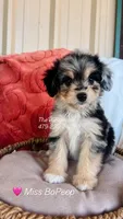 Miss BoPeep, a female Miniature Aussiedoodle for sale in Sulphur Bluff, TX – 1 of 2