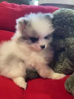 Blue eyed blue merle girl, a female Pomeranian for sale in Mc Veytown, PA – 7 of 8