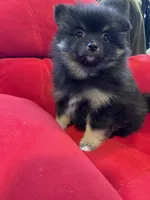Sadie, a female Pomeranian for sale in Mc Veytown, PA – 6 of 10
