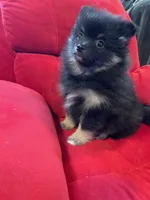 Sadie, a female Pomeranian for sale in Mc Veytown, PA – 8 of 10