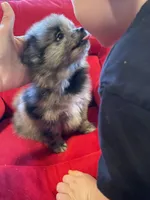 Blue merle boy, a male Pomeranian for sale in Mc Veytown, PA – 8 of 10