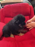 Sadie, a female Pomeranian for sale in Mc Veytown, PA – 7 of 10
