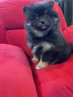 Sadie, a female Pomeranian for sale in Mc Veytown, PA – 9 of 10