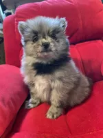 Blue merle boy, a male Pomeranian for sale in Mc Veytown, PA – 3 of 10