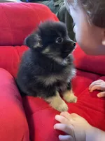 Sadie, a female Pomeranian for sale in Mc Veytown, PA – 4 of 10