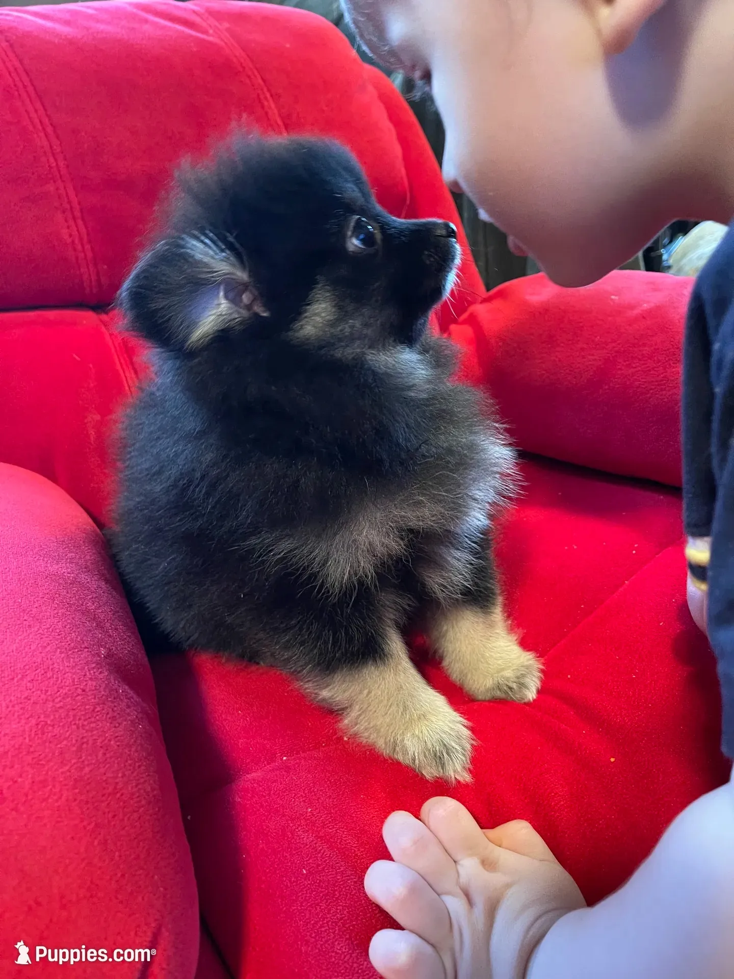 Sadie, a female Pomeranian for sale in Mc Veytown, PA – 1 of 10