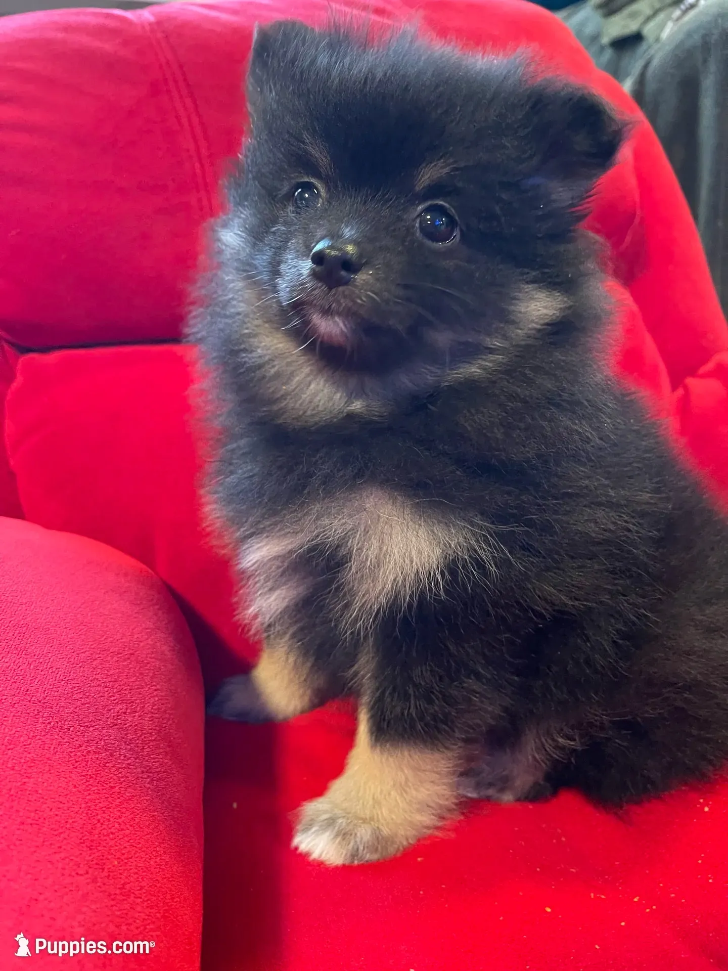 Sadie, a female Pomeranian for sale in Mc Veytown, PA – 2 of 10