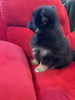 Sadie, a female Pomeranian for sale in Mc Veytown, PA – 10 of 10
